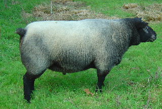 CRC/06/0007M Craigalbert