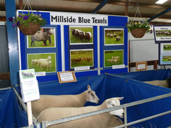 Blue Texel X at Northsheep
