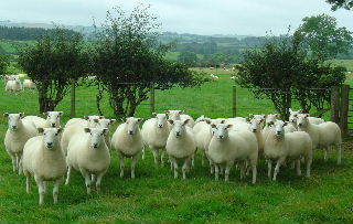 Lleyn gimmers ready for the sale
